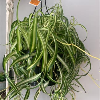 Spider Plant plant in Middletown, Connecticut