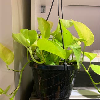 Neon Pothos plant in Middletown, Connecticut