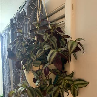 Tradescantia Zebrina plant in Middletown, Connecticut