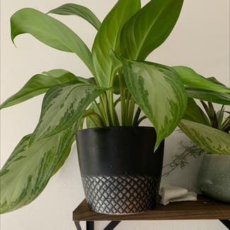 Chinese Evergreen plant in Middletown, Connecticut
