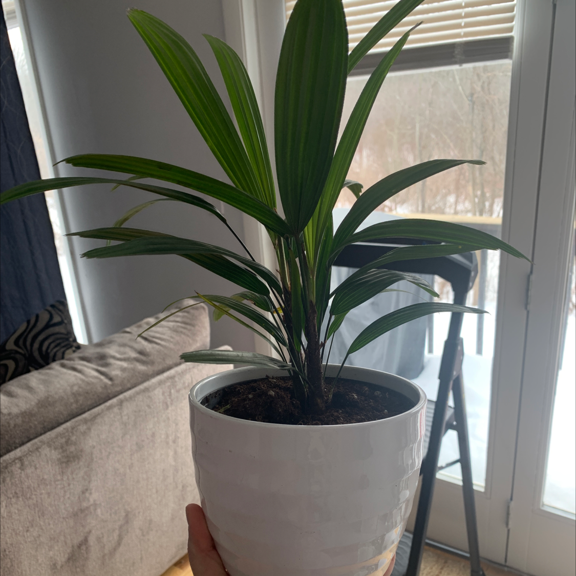 A healthy Ti Plant in a white pot on a window sill, with vibrant green arching leaves and visible dark soil at the base.