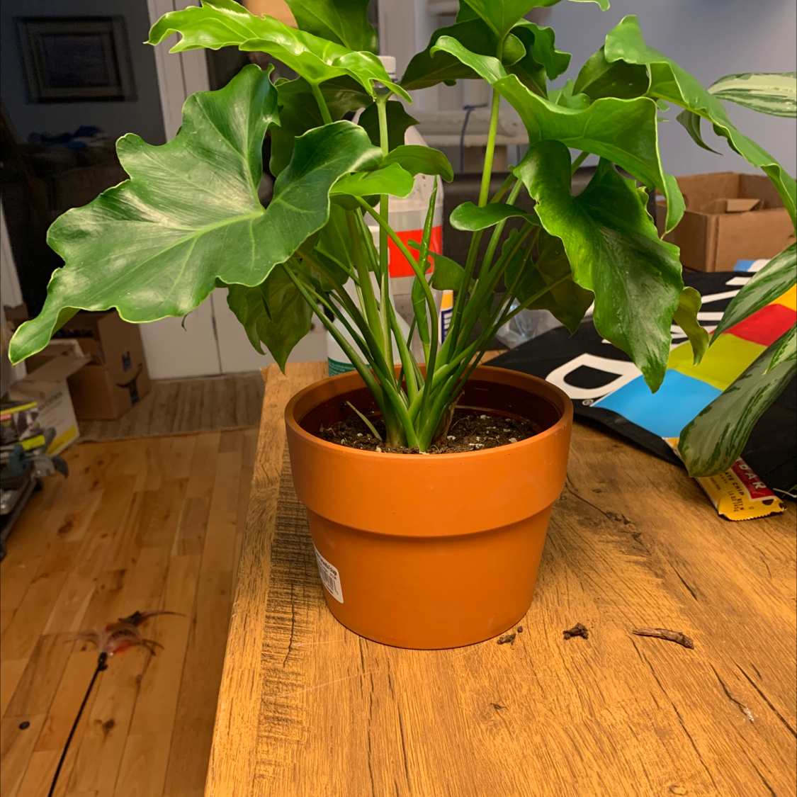 Philodendron 'Hope Selloum' in a terracotta pot on a wooden surface, healthy green leaves.