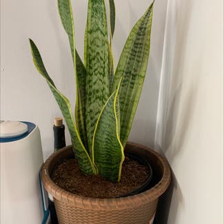 Snake Plant plant in Middletown, Connecticut