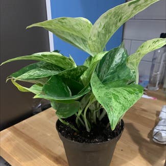 Marble Queen Pothos plant in Middletown, Connecticut