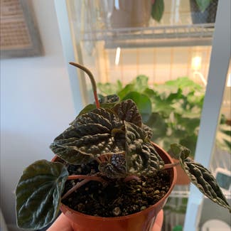 Emerald Ripple Peperomia plant in Middletown, Connecticut
