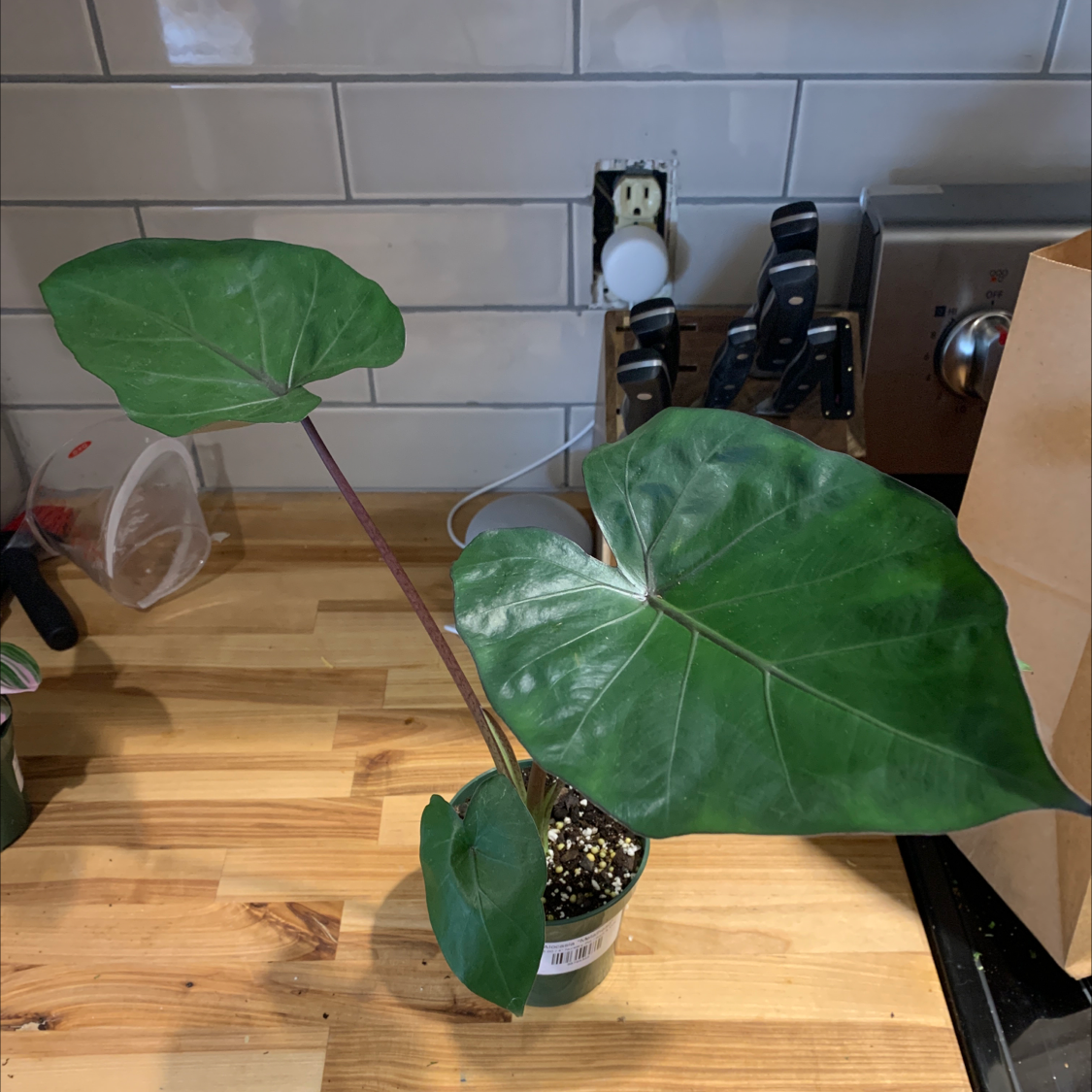 Alocasia nebula 'Imperialis' plant with large, dark green leaves in a pot on a wooden surface.