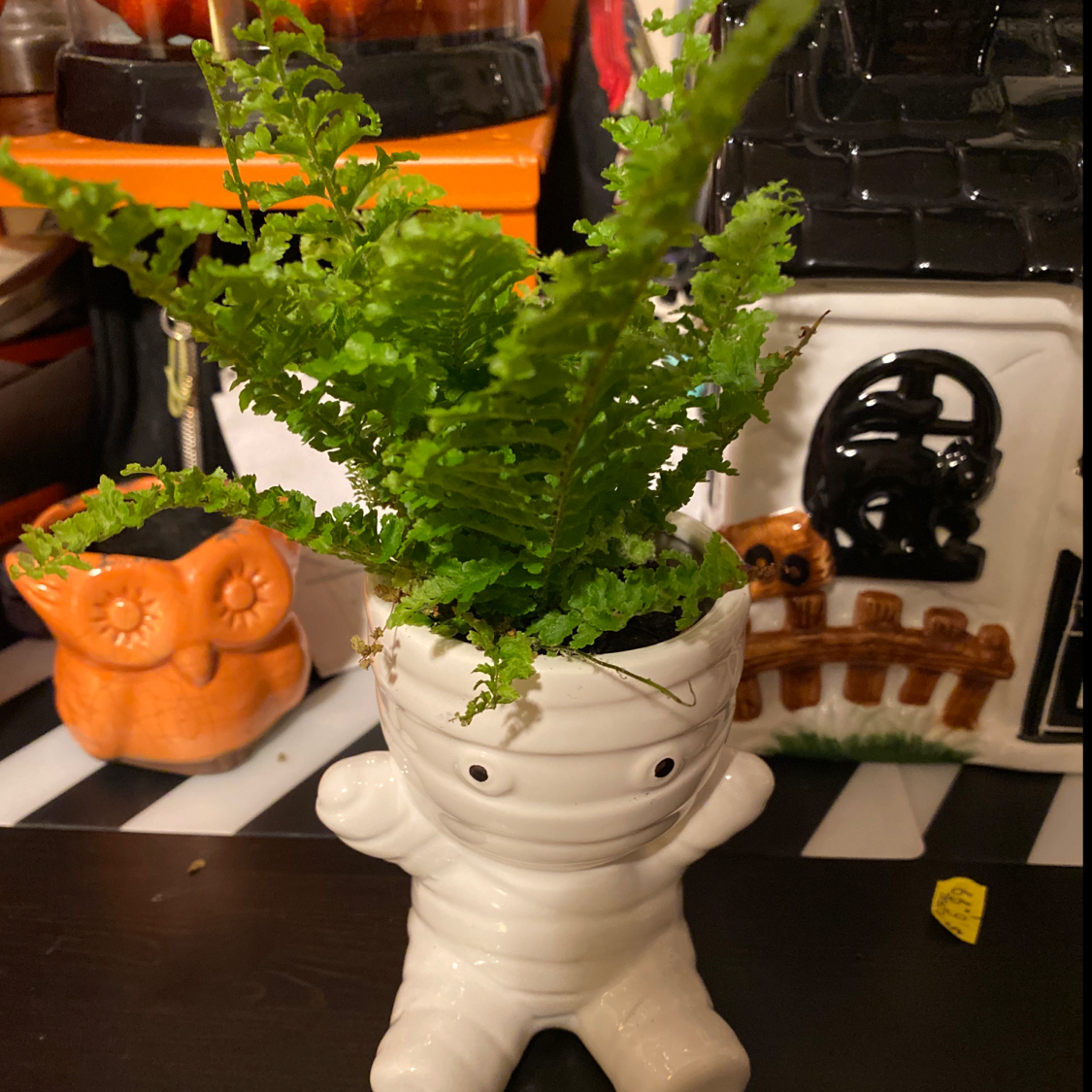 Healthy Boston Fern with lush green fronds in a white ceramic pot, surrounded by Halloween decorations.