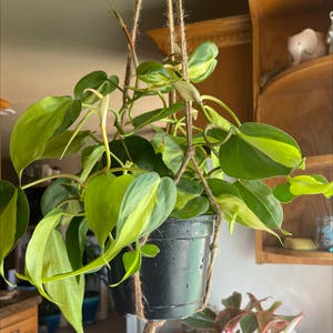 Philodendron Brasil plant photo by @Puffscangrow named Rio on Greg, the plant care app.