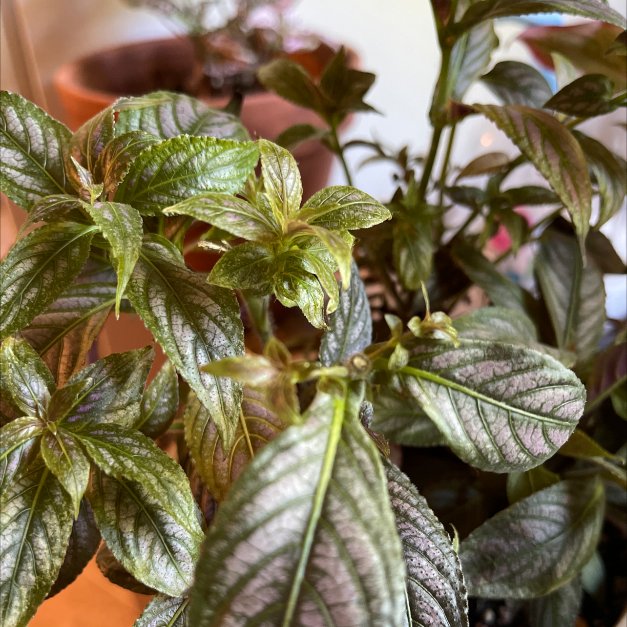 Close-up of a healthy Persian Shield plant with vibrant, iridescent leaves.