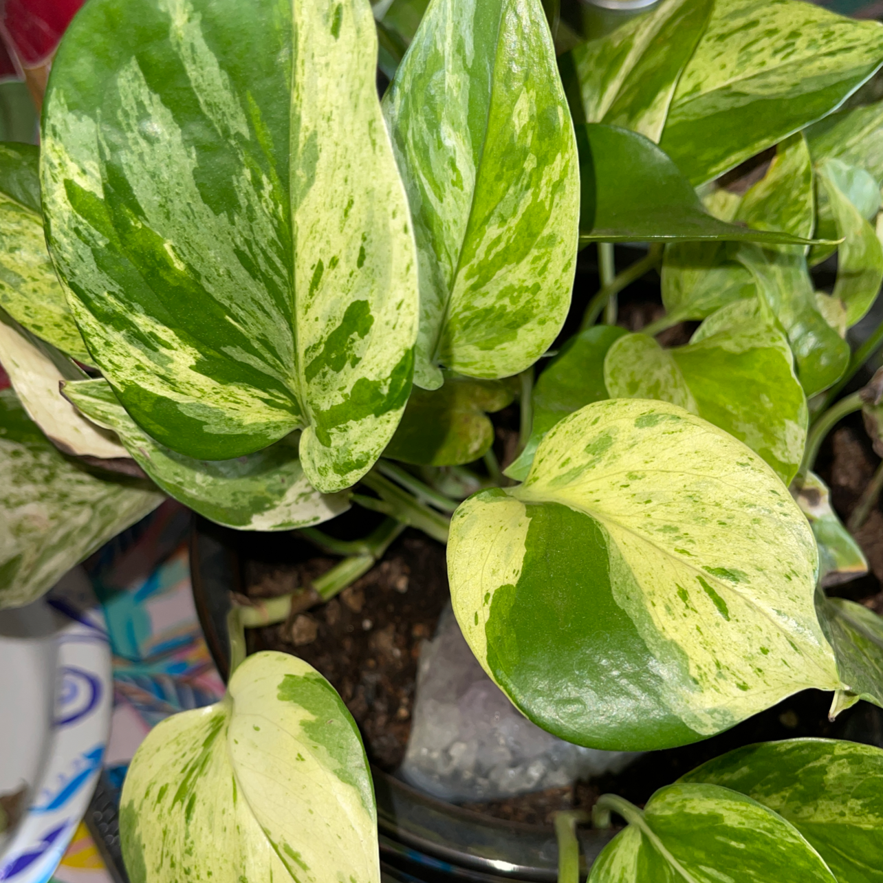 Marble Queen Pothos plant photo by @Puffscangrow named Yzma on Greg, the plant care app.