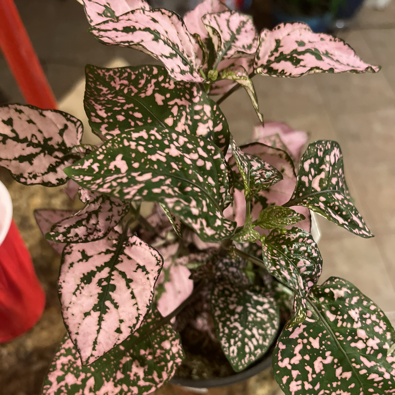 Polka Dot Plant plant photo by @Puffscangrow named Pinky on Greg, the plant care app.