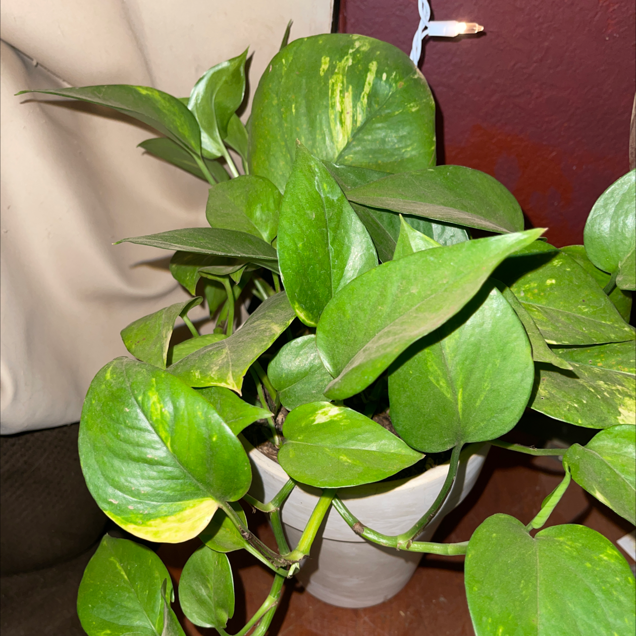 Hawaiian Pothos plant photo by @Puffscangrow named Goldie on Greg, the plant care app.