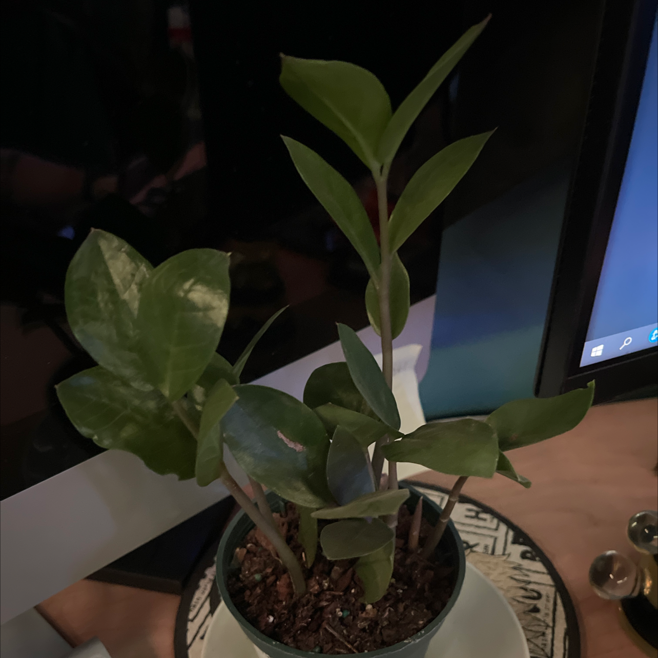 Zamioculcas Zamiifolia plant photo by @Puffscangrow named Harmony on Greg, the plant care app.