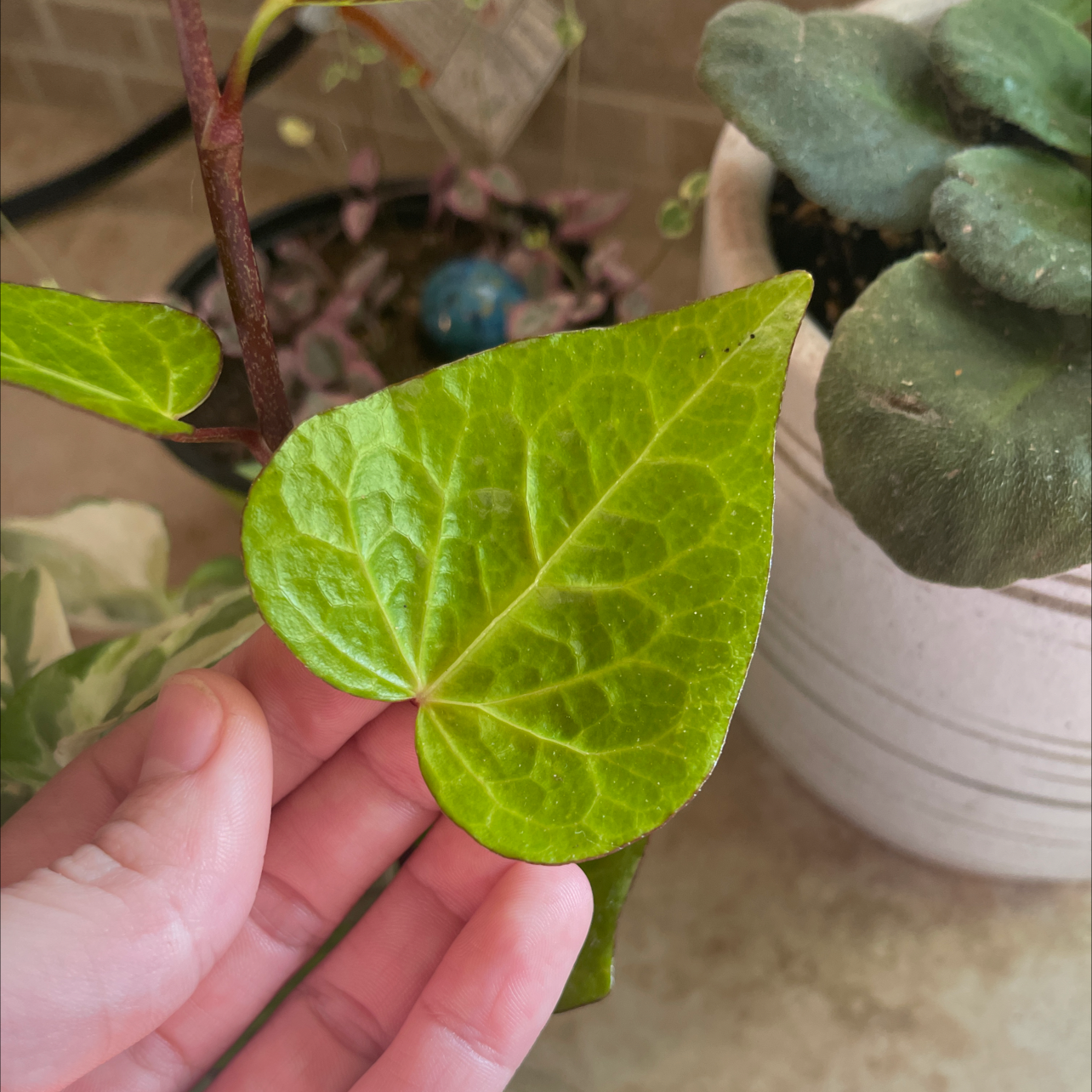Close-up of a healthy Canarian Ivy leaf being held by a hand, with another plant in the background.