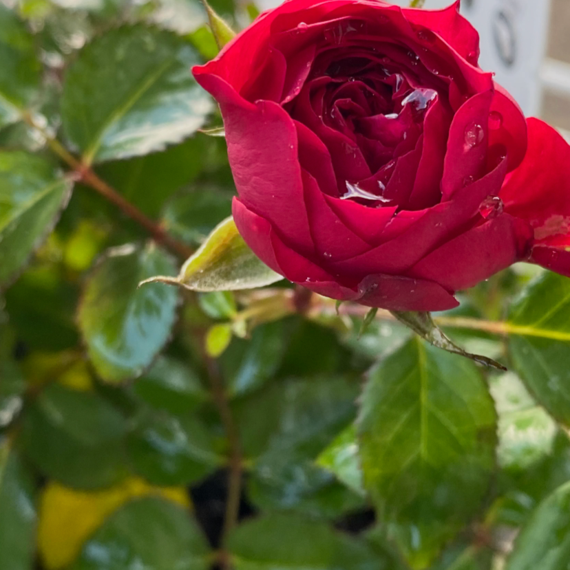 Photo of the plant species China Rose by Isaak named Taylor swift on Greg, the plant care app