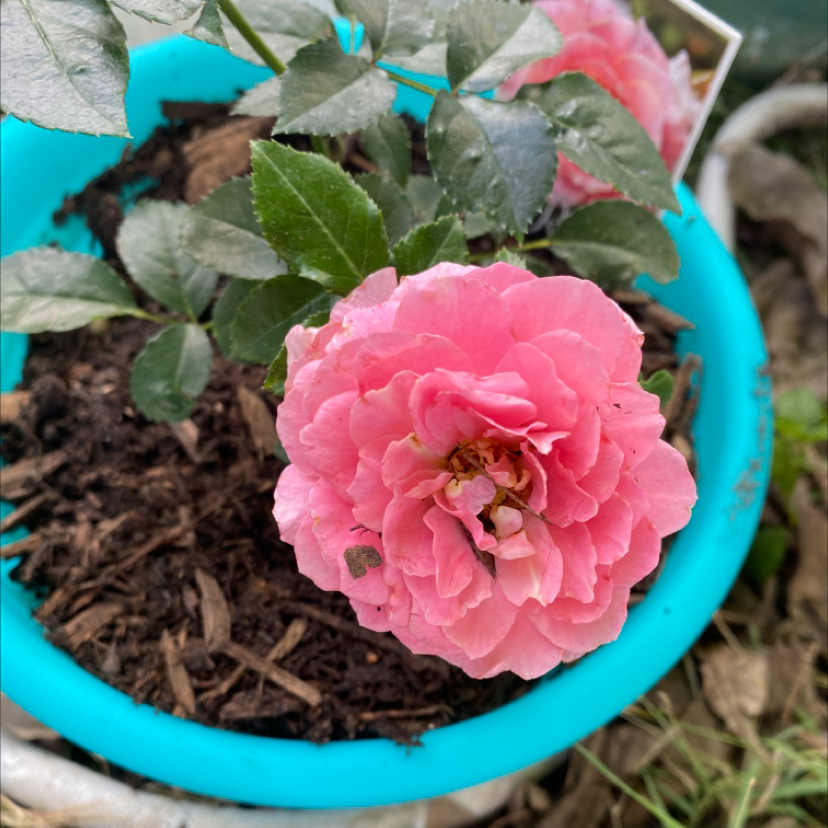 Potted Camellia plant with a prominent pink flower and visible soil.