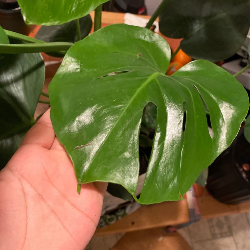 Healthy juvenile Monstera deliciosa leaf with vibrant green color and glossy sheen, held up by human hand to showcase it.