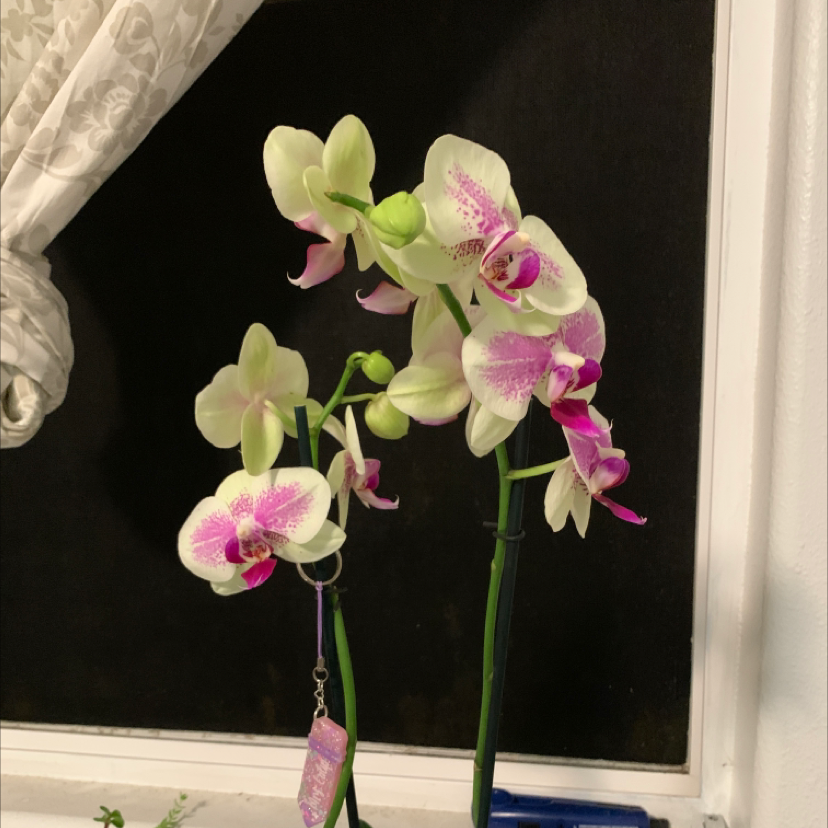 Photo of the plant species Phantom Orchid by Mariah named Belle on Greg, the plant care app
