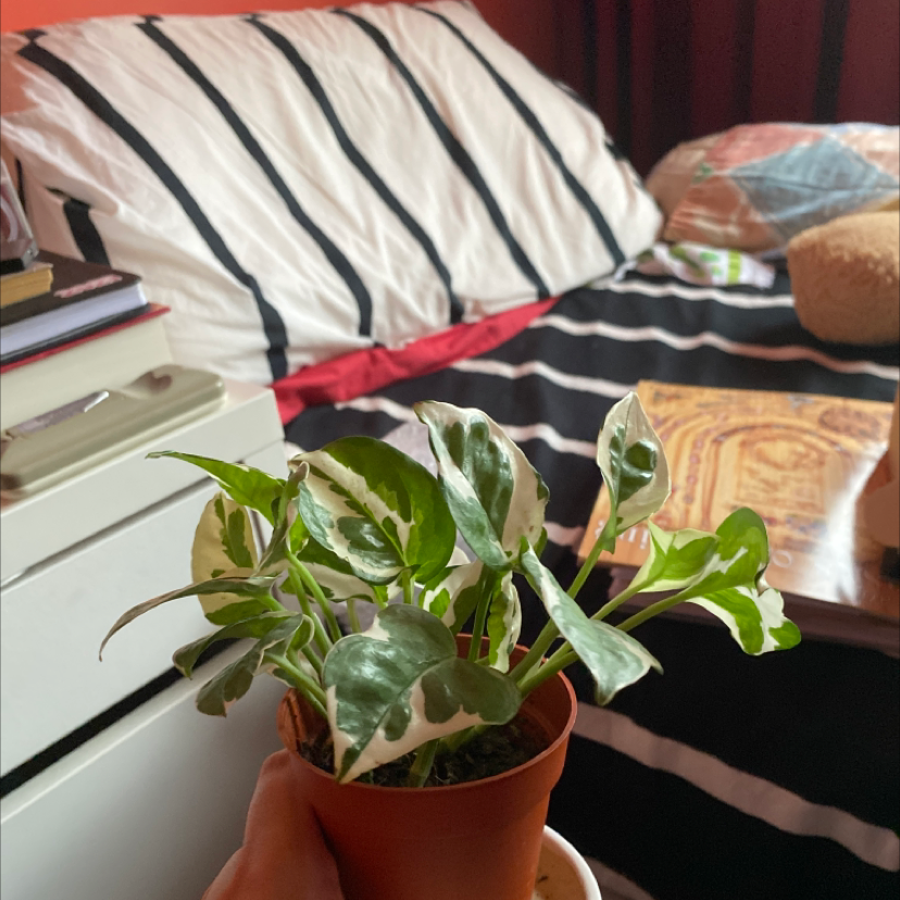 Pothos N' Joy plant photo by @komal named Moomoo on Greg, the plant care app.