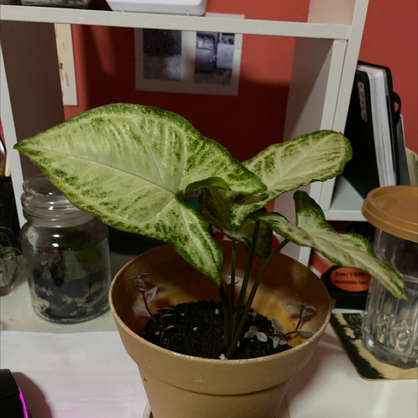 Arrowhead Plant plant photo by @komal named Juniper and the Pixies on Greg, the plant care app.