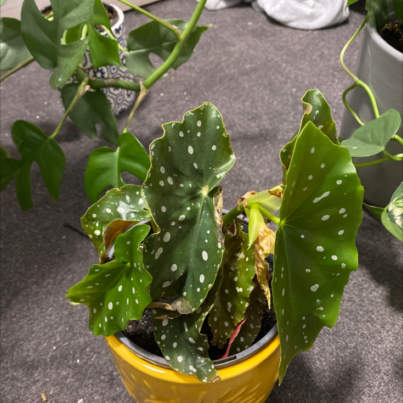 Polka Dot Begonia plant photo by @jasminebaker named spotty boy on Greg, the plant care app.