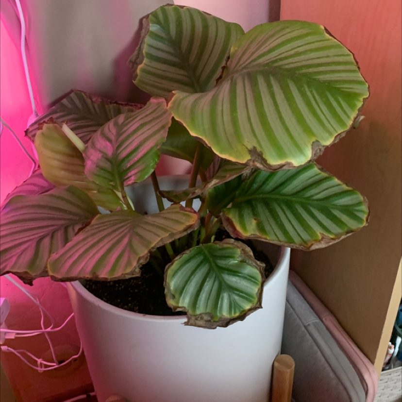 Calathea Orbifolia plant in a white pot with some browning on leaf edges.