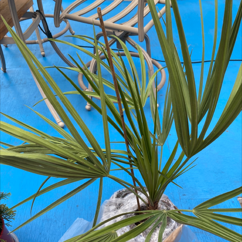 Chinese Windmill Palm with fan-shaped leaves in a pot on a blue surface.