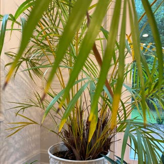 Pygmy Date Palm plant in Canton, Ohio