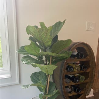 Fiddle Leaf Fig plant in Canton, Ohio