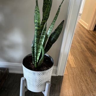 Snake Plant plant in Canton, Ohio