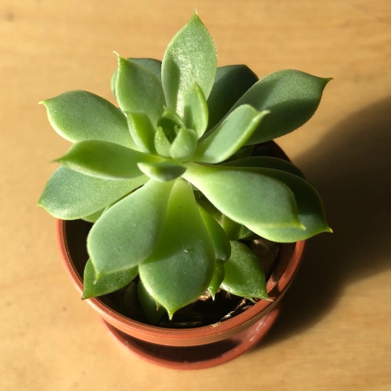 Healthy Ghost Plant succulent in a small pot with green, firm leaves.