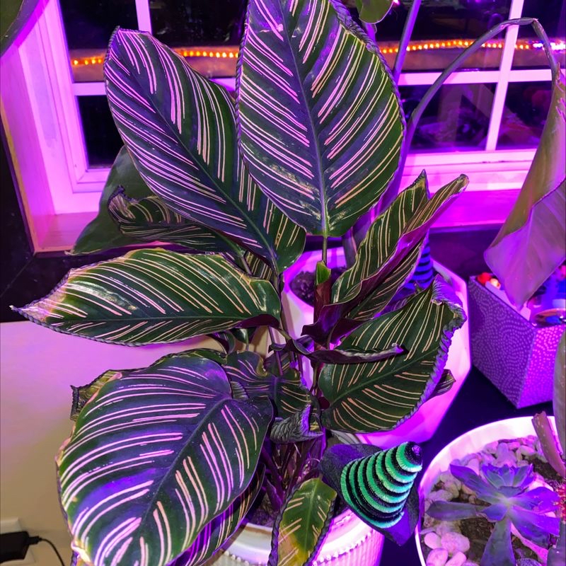 Pinstripe Calathea plant with distinct white stripes on dark green leaves under artificial lighting.