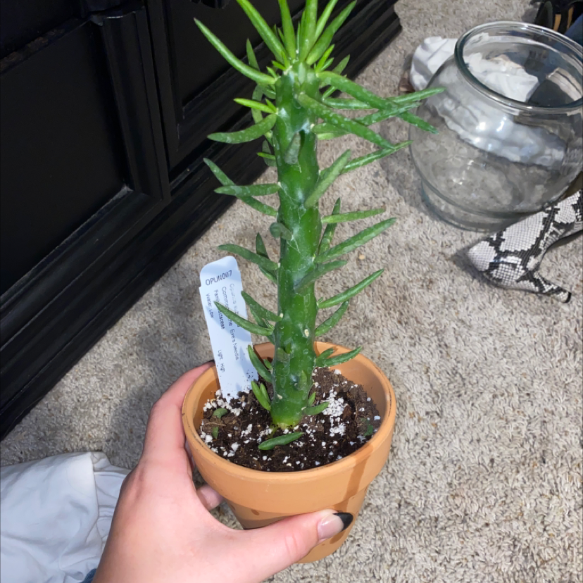 Potted Eve's Needle Cactus held by a hand, with visible soil and healthy green color.