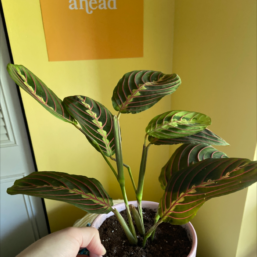 Close-up of a healthy green prayer plant with vibrant, patterned leaves being gently held to showcase the foliage. The plant is potted in dark soil.
