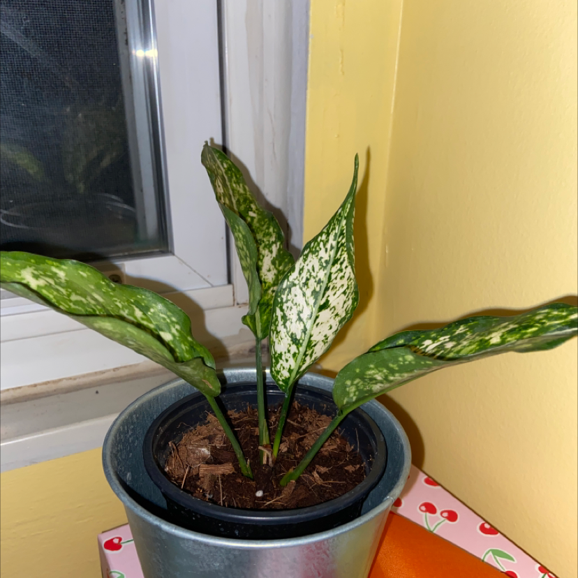Healthy Dieffenbachia plant with lush green and white variegated leaves, potted in grey container with visible soil.