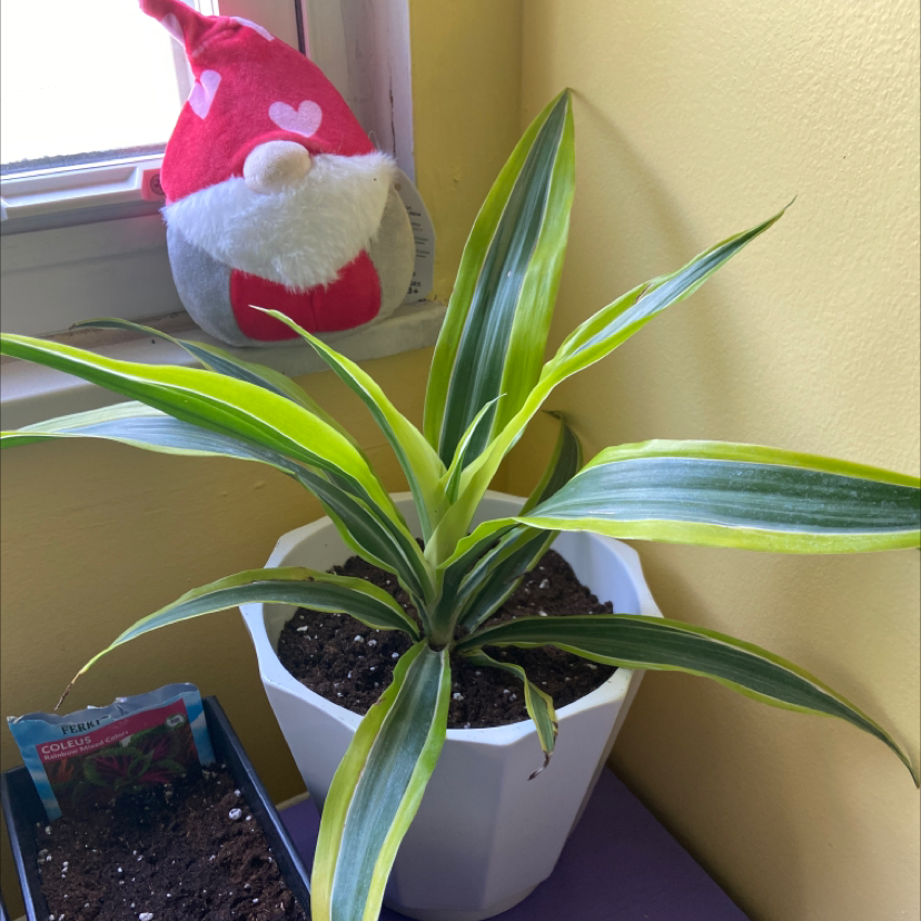 A healthy Cornstalk Dracaena plant in a white pot, with some browning leaf tips, sitting next to a plush toy on a window sill.
