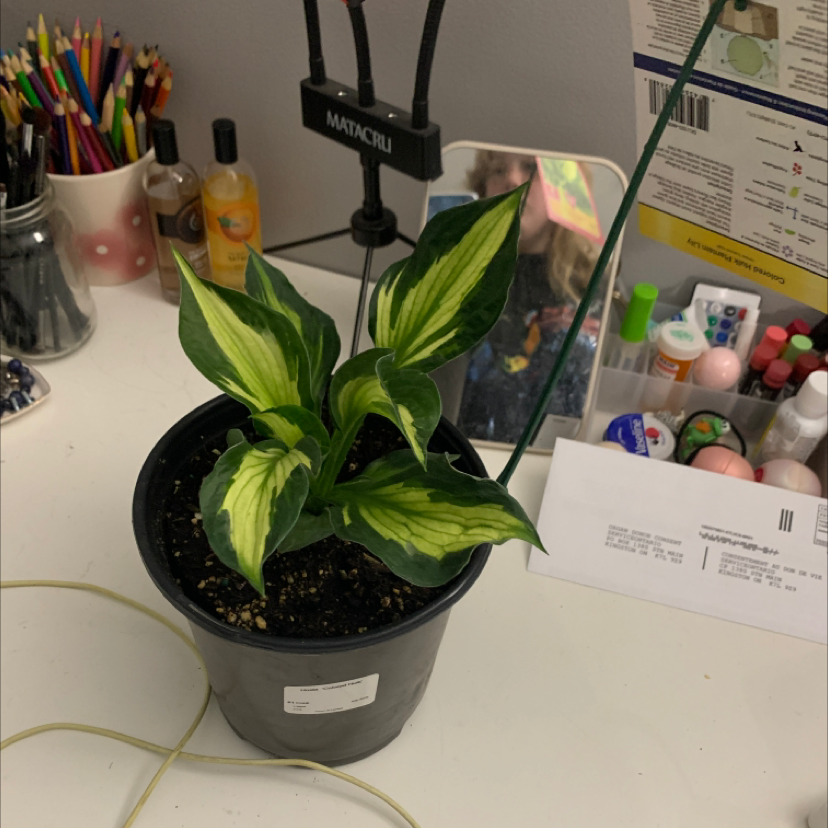 Photo of the plant species Plantain Lily by @Hollybolotovsky named Flitwick on Greg, the plant care app