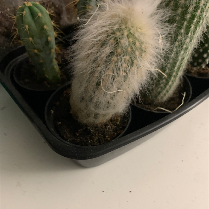 Photo of the plant species Old Man Cactus by @Hollybolotovsky named Alfie on Greg, the plant care app