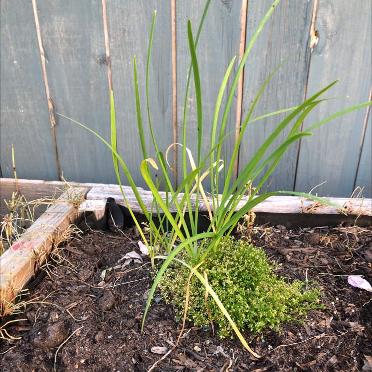 Chinese Chives plant with long, slender green leaves in a garden bed.