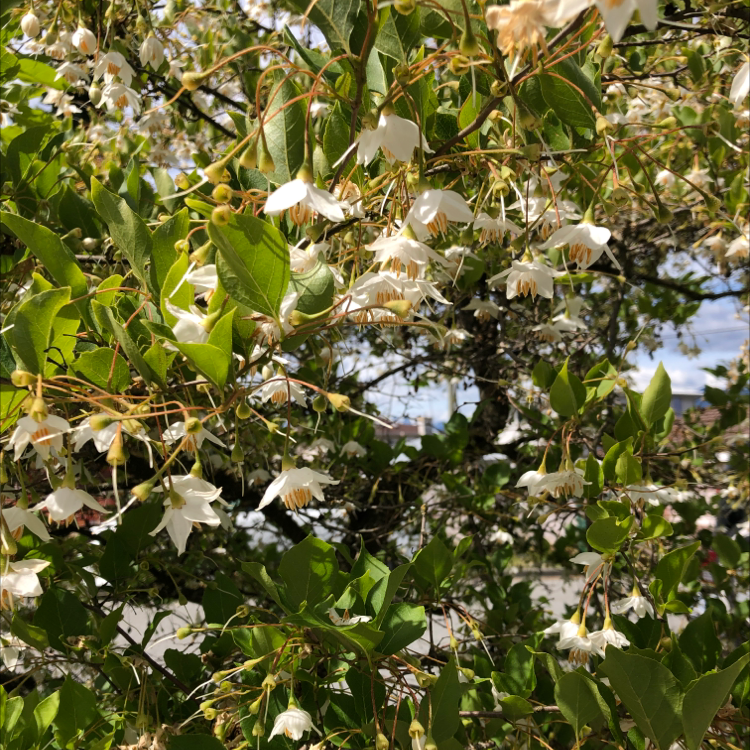 Photo of the plant species Snowdrop Bush by Maria named Your plant on Greg, the plant care app