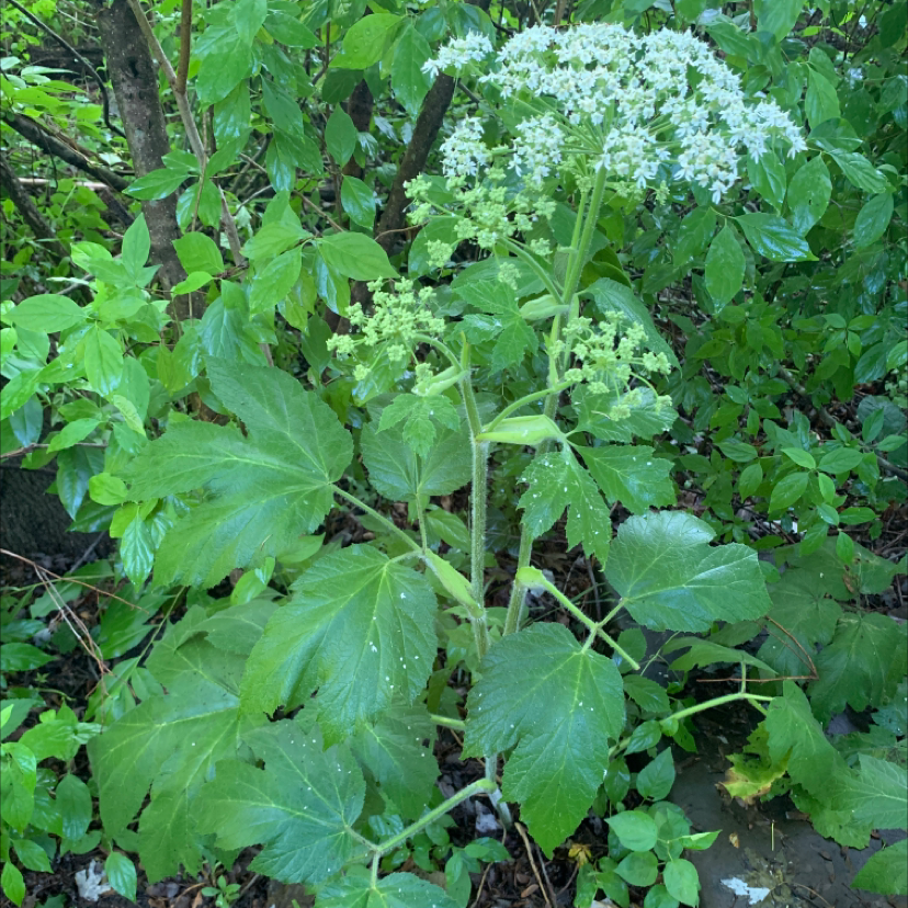 Photo of the plant species cow parsnip by Grace named Your plant on Greg, the plant care app