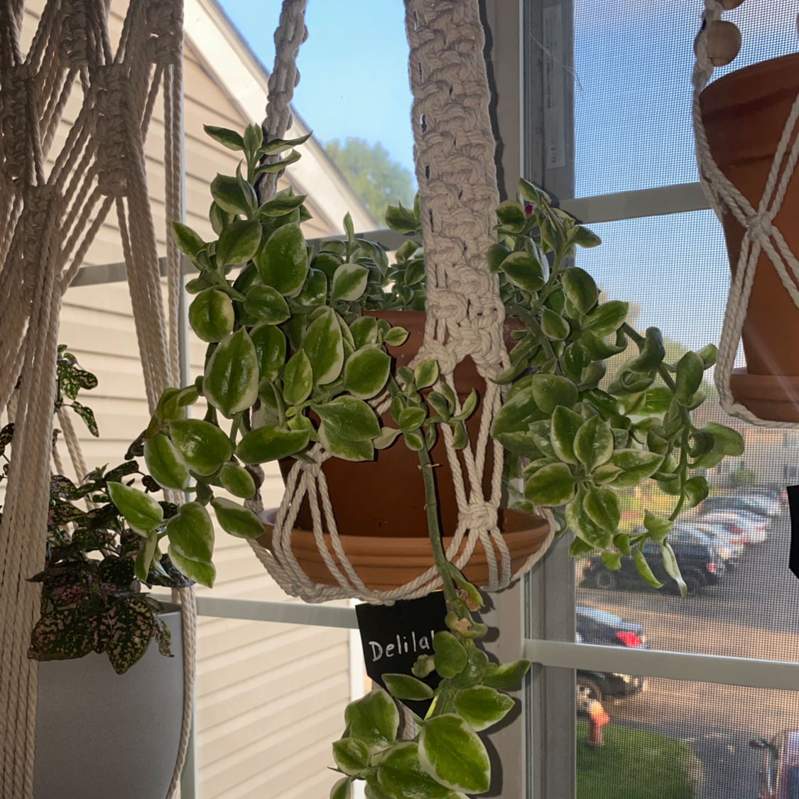 Photo of the plant species Livingstone Daisy by @danne named Delilah on Greg, the plant care app