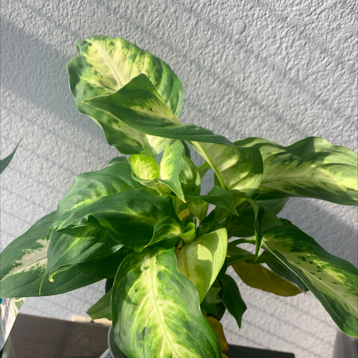 Dieffenbachia 'Camille' plant with variegated green and yellow leaves, some yellowing visible.