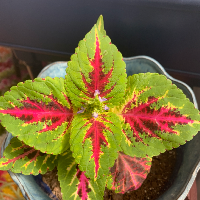 Photo of the plant species Coleus by @cjbee named Coleus on Greg, the plant care app