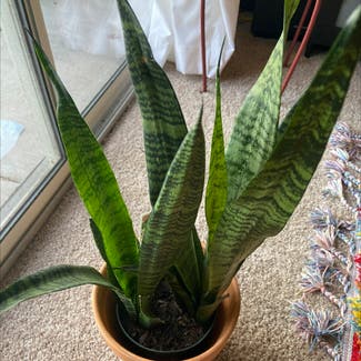 Snake Plant plant in Tampa, Florida