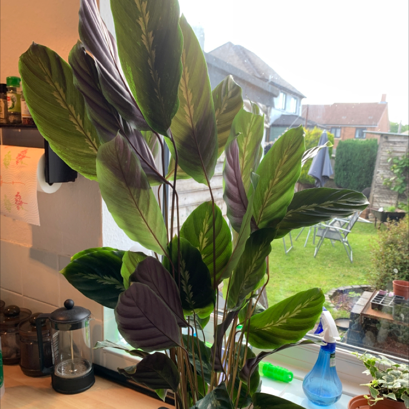 Jungle Velvet plant photo by Billie named ruffles on Greg, the plant care app.