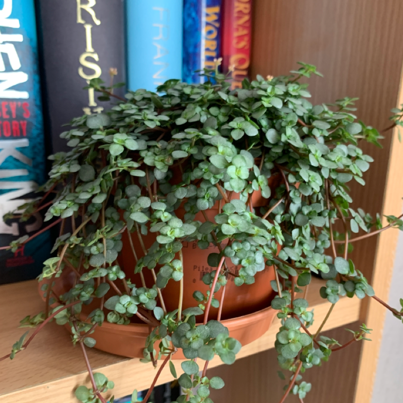 Photo of the plant species Silver Spa by Billie named Tane on Greg, the plant care app