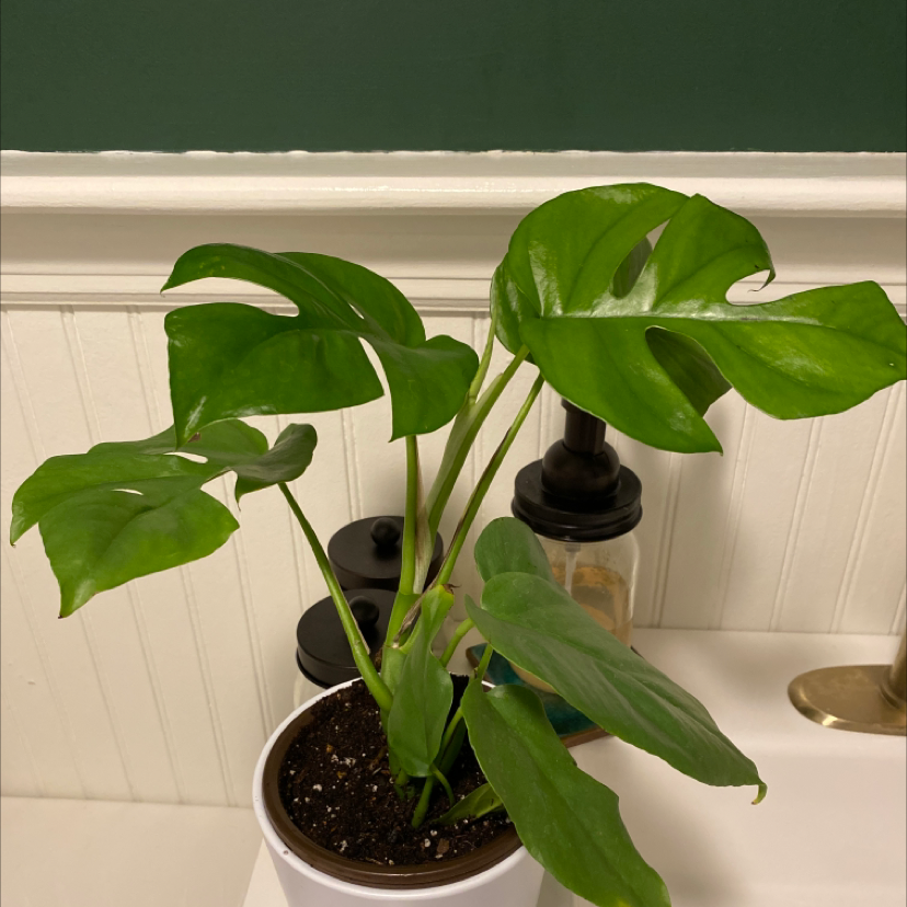 Monstera plant photo by @cassidyann named Manny on Greg, the plant care app.