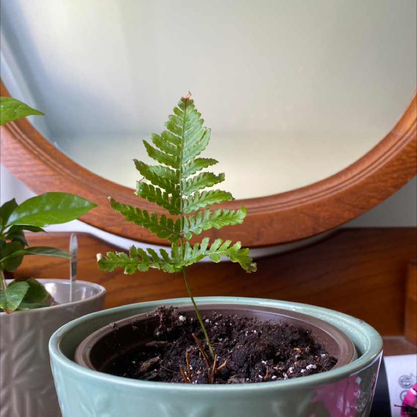 Photo of the plant species Pentagramma triangularis by @cassidyann named Penelope￼ on Greg, the plant care app
