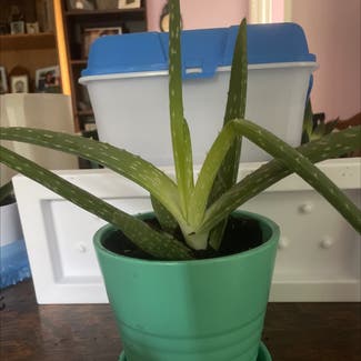 Aloe Vera plant in Sarnia, Ontario
